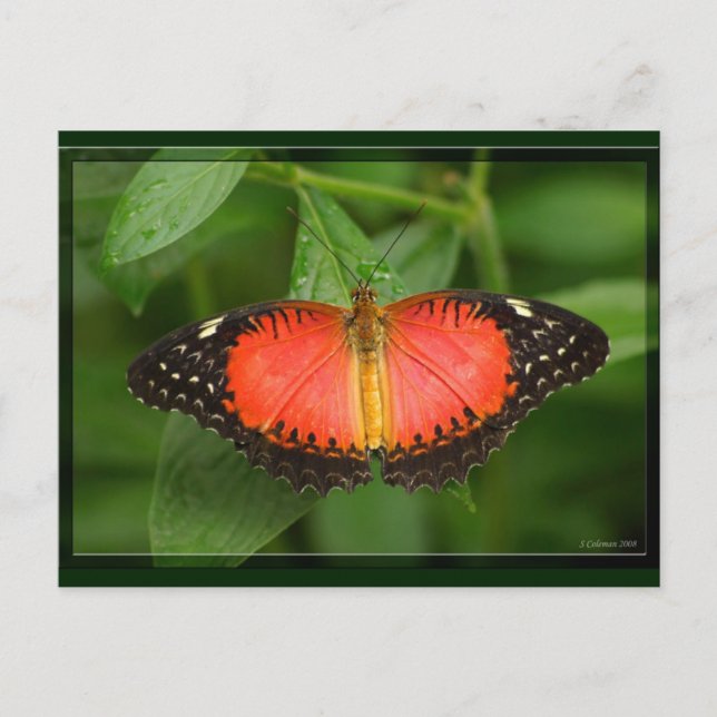 Red Lacewing Postcard (Front)
