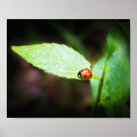 Red Lady Bug Close Up in Nature Photography