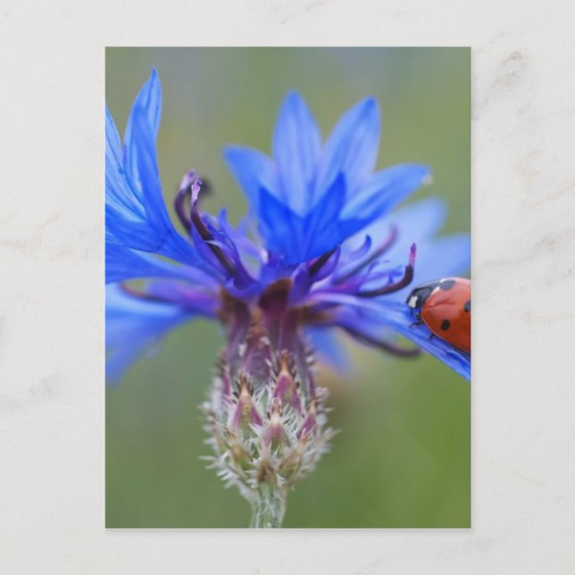 Red Ladybird Beetle Blue Cornflower Postcard (Front)