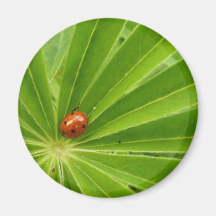 Red Ladybird on Lupin Leaf Magnet