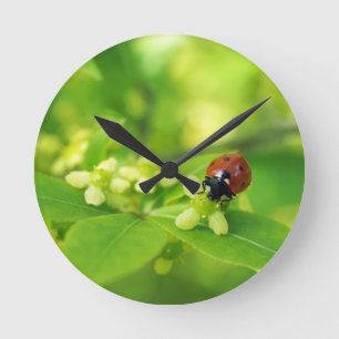 Red ladybird round clock