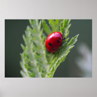 Red Ladybug Macro Photography Print