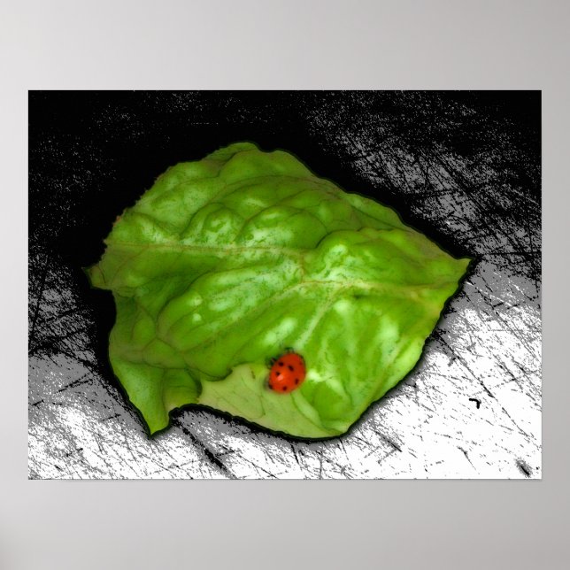Red Ladybug on Green Leaf Illustration Poster (Front)