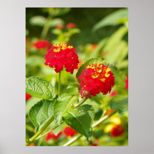 RED LANTANA Poster