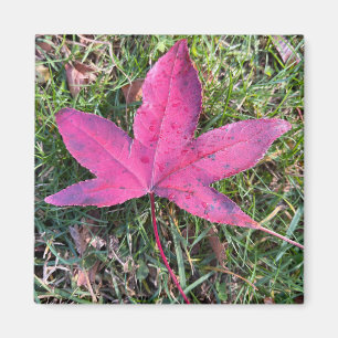 Red Leaf Magnet