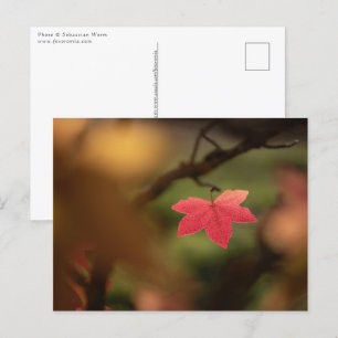 Red Leaf Nature Photo Postcard
