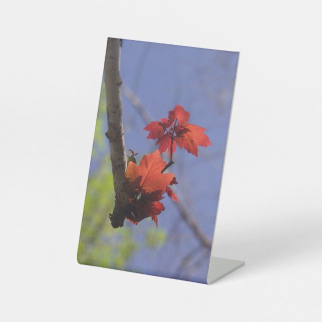 Red Leaf on blue room accent Pedestal Sign (Front)