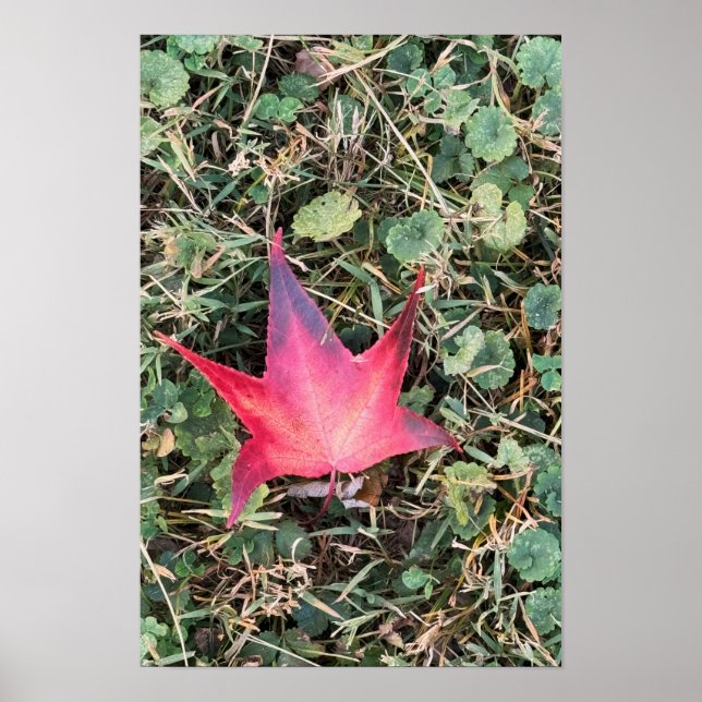 Red Leaf Photo Poster (Front)