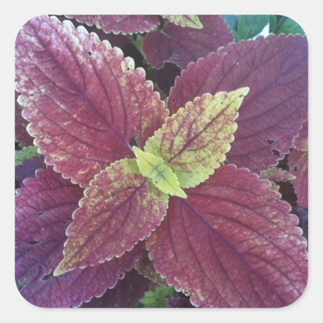 Red Leaf Plant Large Square Stickers (Front)