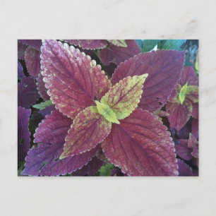 Red Leaf Plant Postcard
