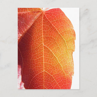 Red Leaf Postcard