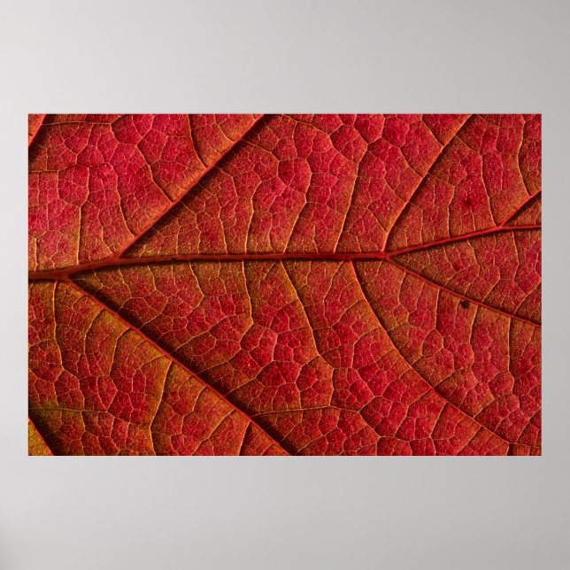 RED LEAF POSTER (Front)