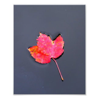 Red leaf to the side photo print