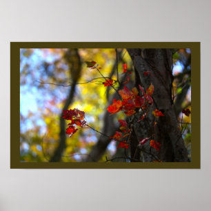 Red Leaves and Branches Poster