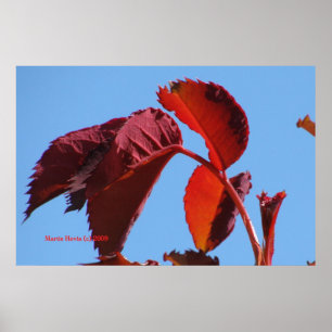 Red Leaves & Blue Sky - California Gardens Poster