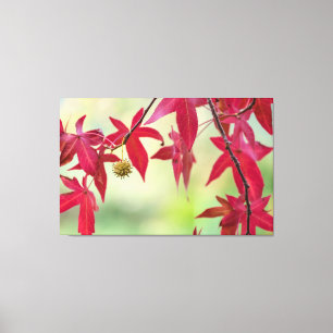 Red Leaves Canvas Print