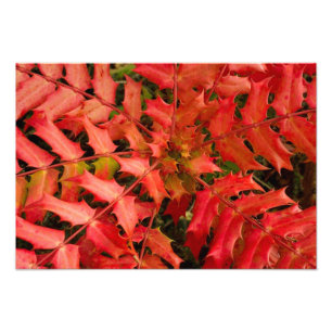 Red Leaves, Leaf Background, Leaf, Laves, Plant Photo Print