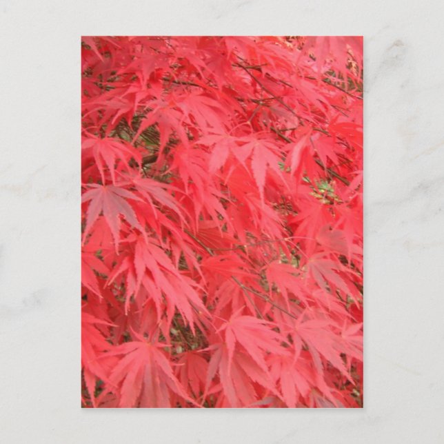 Red Leaves Postcard (Front)