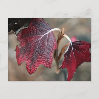 Red Leaves Postcard