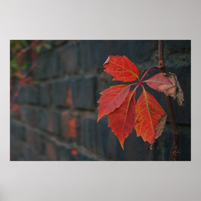 Red Leaves Poster (Front)