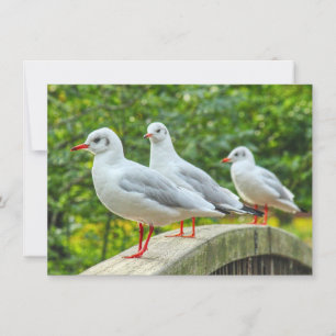 Red Legged Kittiwakes Card