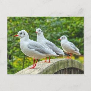 Red Legged Kittiwakes Postcard