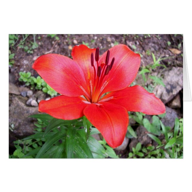 Red Lilie 1 (Front Horizontal)