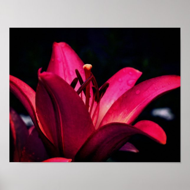 Red Lily Flower Close Up Poster (Front)