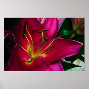 RED LILY FLOWER POSTER