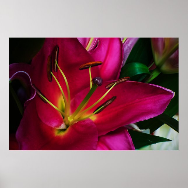 RED LILY FLOWER POSTER (Front)