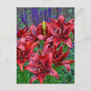 Red lily flowers postcard