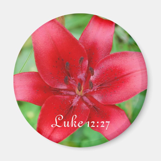 Red Lily Magnet Luke 12:27 (Front)