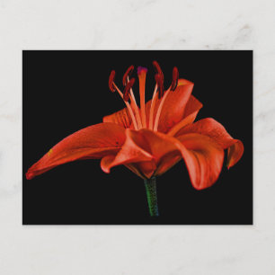 Red Lily On Black Postcard