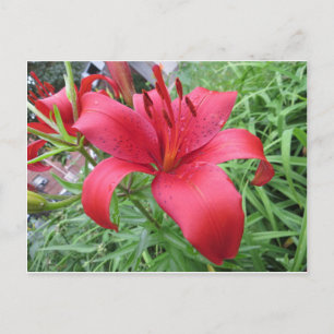 Red Lily Postcard