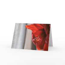 Red Lion Amaryllis Flower New Year's Card