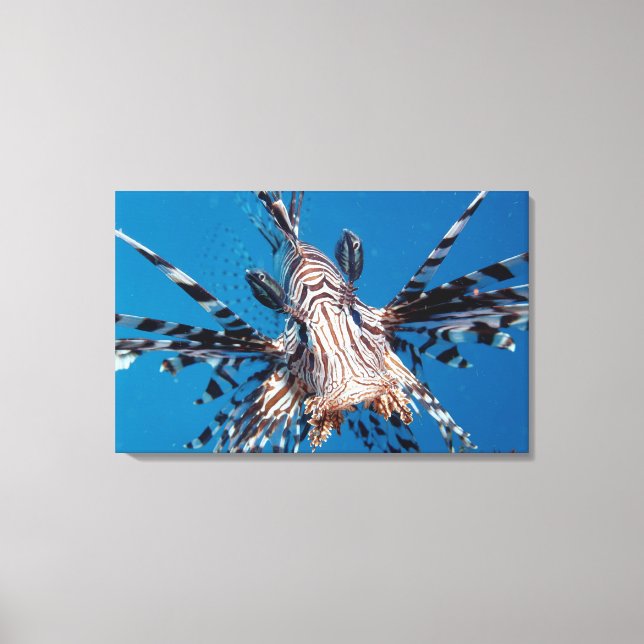 Red Lionfish 2 Canvas Print (Front)