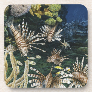 Red Lionfish Coasters