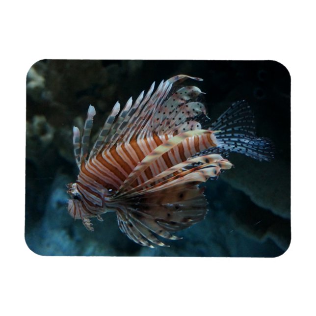 Red Lionfish Photo Magnet (Horizontal)