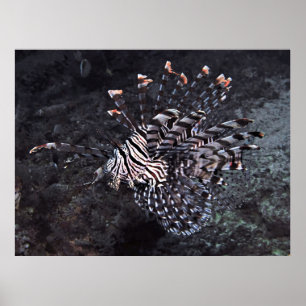 Red Lionfish Poster