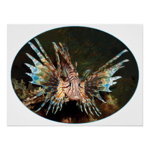 Red Lionfish, Raja Ampat - Photographic design    Poster