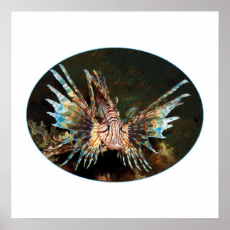 Red Lionfish, Raja Ampat - Photographic design | Poster