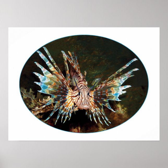 Red Lionfish, Raja Ampat - Photographic design |  Poster (Front)