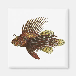 Red Lionfish Vintage Print Magnet