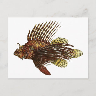 Red Lionfish Vintage Print Postcard