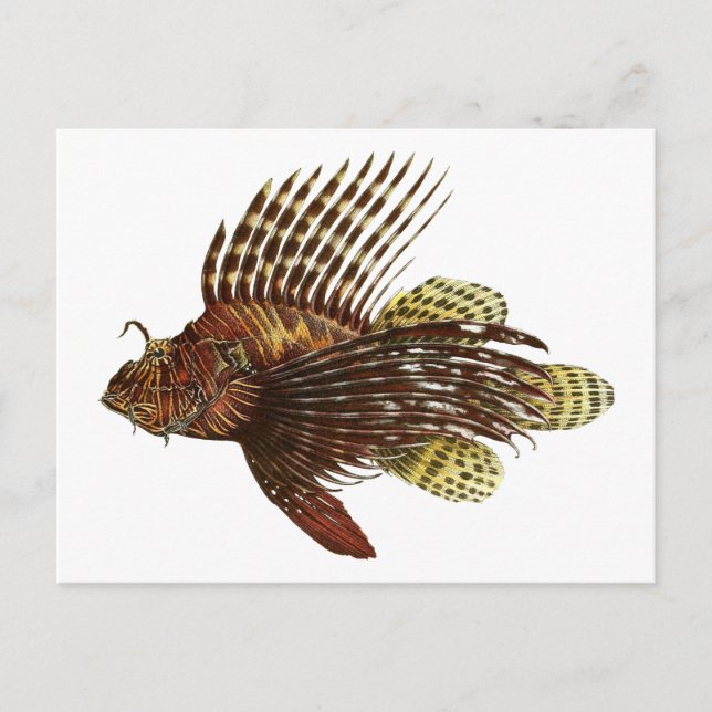Red Lionfish Vintage Print Postcard (Front)