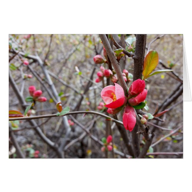 red little flowers (Front Horizontal)