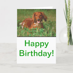 Red Long Haired Dachshund Card