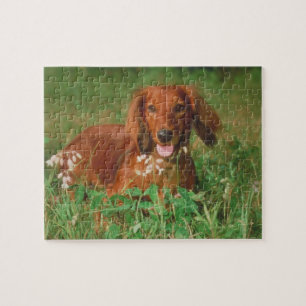 Red Long Haired Dachshund Dog Puzzle