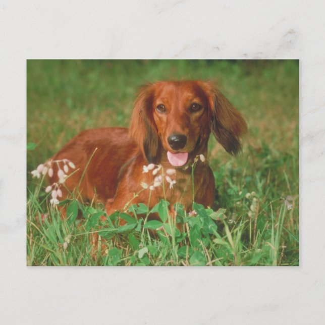 Red Long Haired Dachshund Postcard (Front)