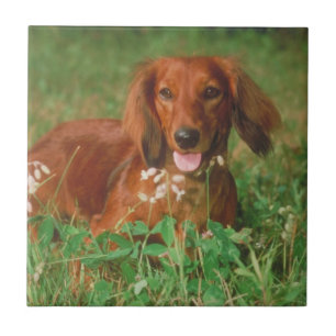Red Long Haired Dachshund Tile